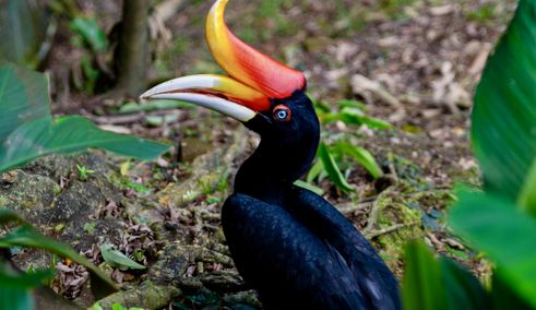 Bijzondere vogelsoorten